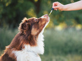 Advanced Pet Relief CBD